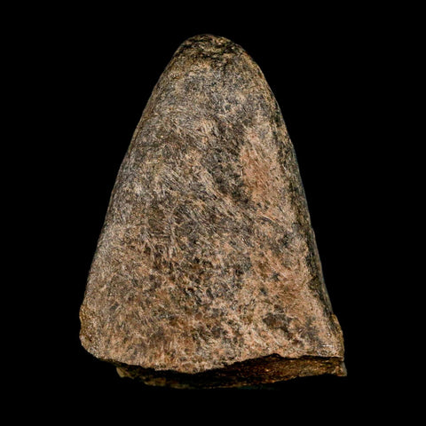 2.6" Triceratops Fossil Frill Spike Bone Lance Creek FM Cretaceous Dinosaur WY COA