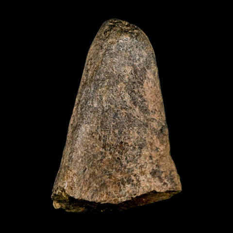 2.6" Triceratops Fossil Frill Spike Bone Lance Creek FM Cretaceous Dinosaur WY COA