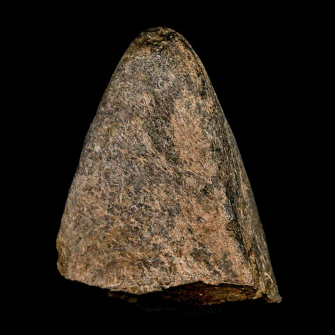 2.6" Triceratops Fossil Frill Spike Bone Lance Creek FM Cretaceous Dinosaur WY COA