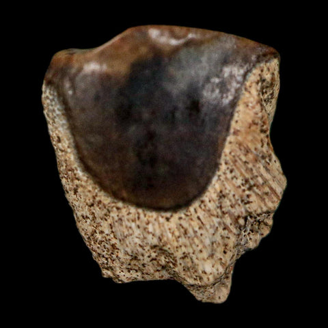 0.4" Triceratops Fossil Tooth Lance Creek FM Cretaceous Dinosaur WY COA Display - Fossil Age Minerals