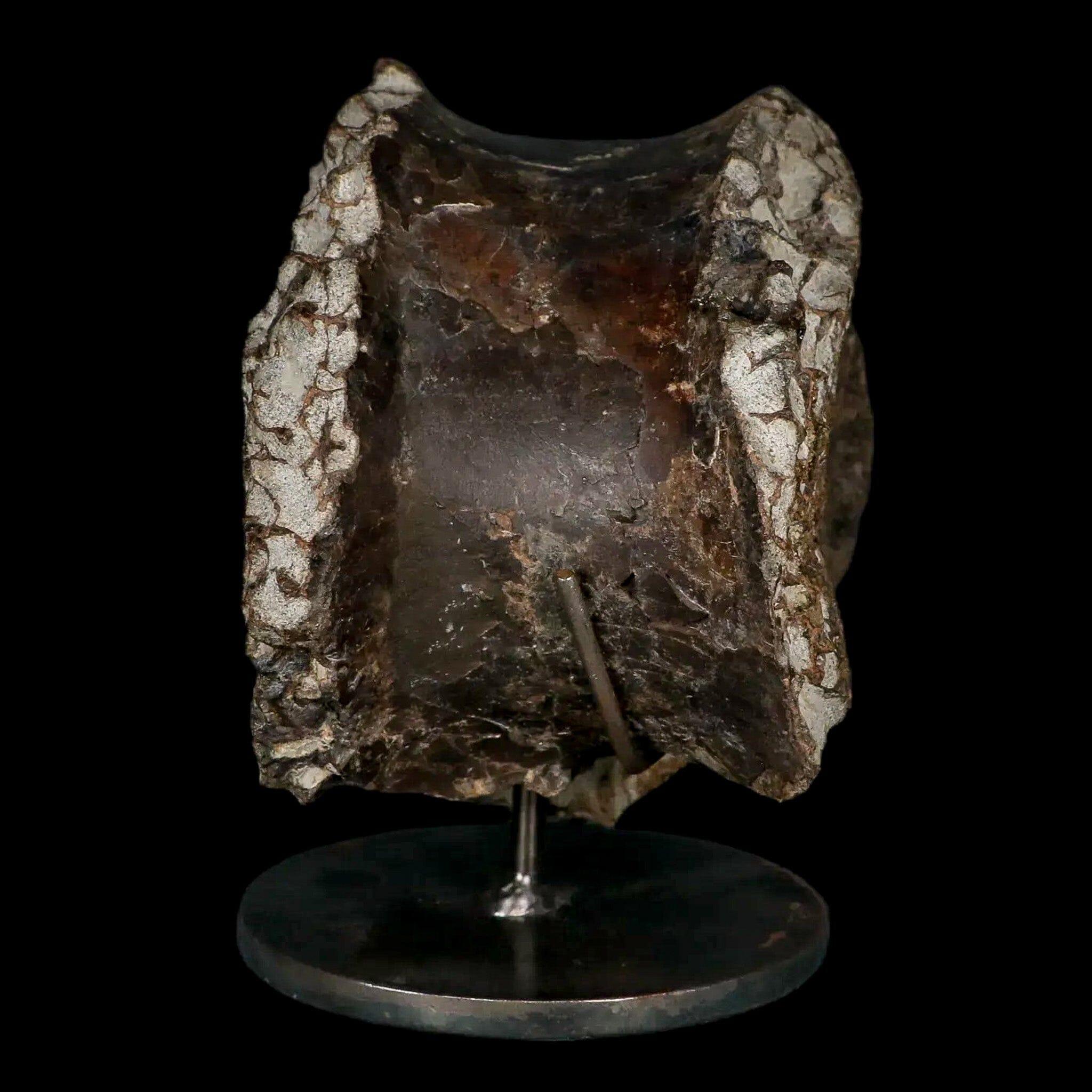 6" Daspletosaurus Tyrannosaur Dinosaur Fossil Vertebrae Judith River FM MT COA - Fossil Age Minerals