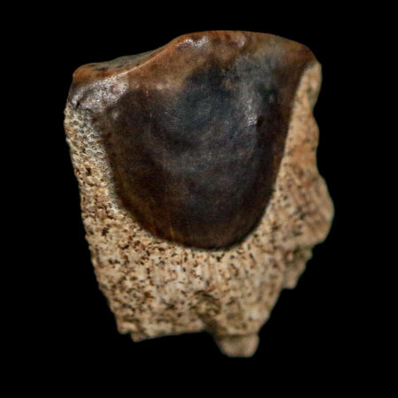 0.4" Triceratops Fossil Tooth Lance Creek FM Cretaceous Dinosaur WY COA Display