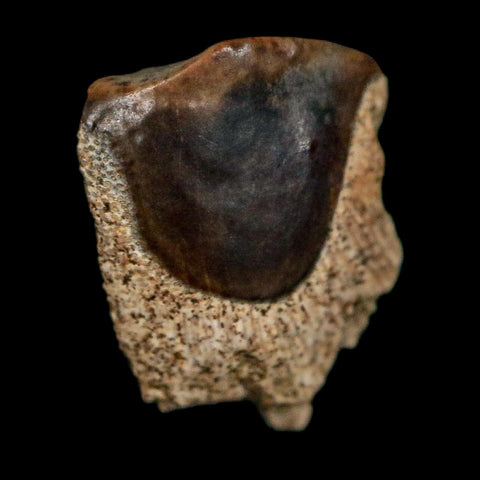 0.4" Triceratops Fossil Tooth Lance Creek FM Cretaceous Dinosaur WY COA Display - Fossil Age Minerals