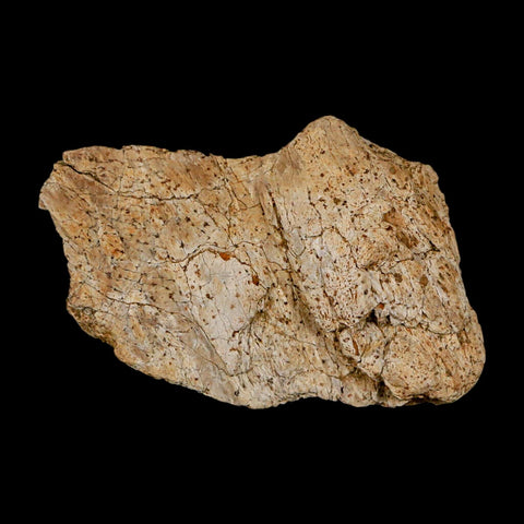 1.9" Triceratops Fossil Frill Blood Groves Lance Creek FM Cretaceous Dinosaur WY COA