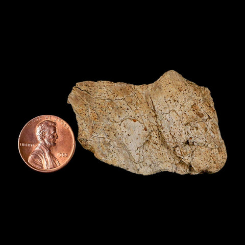 1.9" Triceratops Fossil Frill Blood Groves Lance Creek FM Cretaceous Dinosaur WY COA