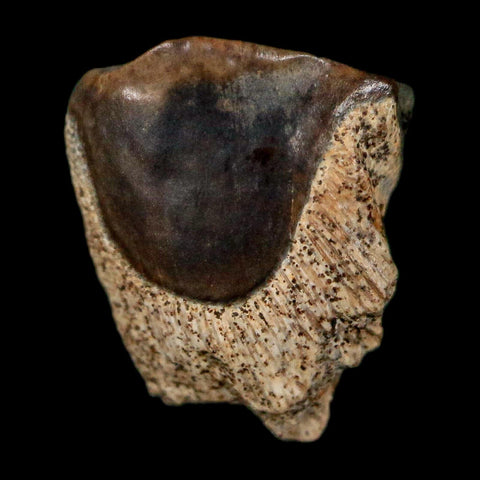 0.4" Triceratops Fossil Tooth Lance Creek FM Cretaceous Dinosaur WY COA Display - Fossil Age Minerals