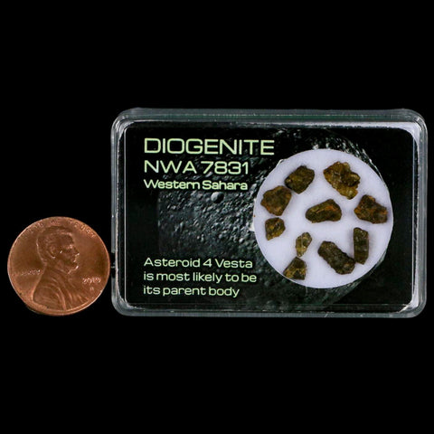 Diogenite Meteorites Asteroid 4 Vesta Specimen NMW 7831 Western Sahara Display - Fossil Age Minerals