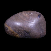 1.6" Sauropod Dinosaur Stomach Stone Gastrolith Rock Gizzard Stone COA