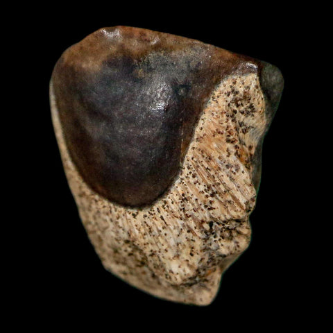 0.4" Triceratops Fossil Tooth Lance Creek FM Cretaceous Dinosaur WY COA Display - Fossil Age Minerals