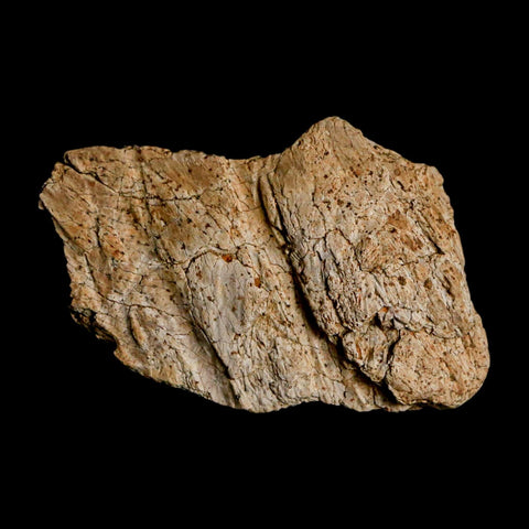 1.9" Triceratops Fossil Frill Blood Groves Lance Creek FM Cretaceous Dinosaur WY COA