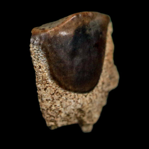 0.4" Triceratops Fossil Tooth Lance Creek FM Cretaceous Dinosaur WY COA Display - Fossil Age Minerals
