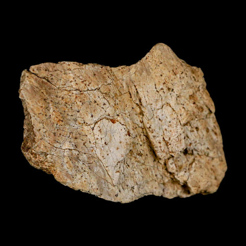 1.9" Triceratops Fossil Frill Blood Groves Lance Creek FM Cretaceous Dinosaur WY COA