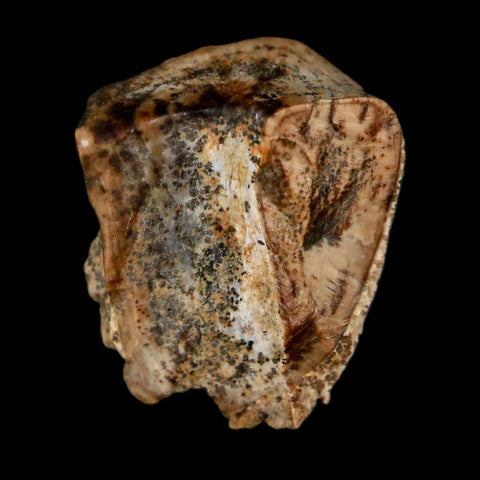 0.4" Triceratops Fossil Tooth Lance Creek FM Cretaceous Dinosaur WY COA Display - Fossil Age Minerals