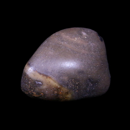 1.6" Sauropod Dinosaur Stomach Stone Gastrolith Rock Gizzard Stone COA