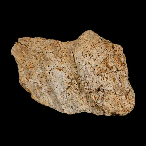 1.9" Triceratops Fossil Frill Blood Groves Lance Creek FM Cretaceous Dinosaur WY COA