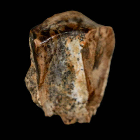 0.4" Triceratops Fossil Tooth Lance Creek FM Cretaceous Dinosaur WY COA Display - Fossil Age Minerals