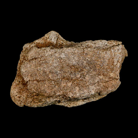 1.9" Triceratops Fossil Frill Blood Groves Lance Creek FM Cretaceous Dinosaur WY COA