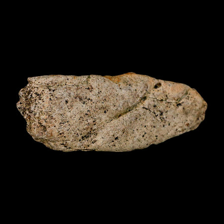 3.6" Triceratops Fossil Frill Blood Groves Lance Creek FM Cretaceous Dinosaur WY COA