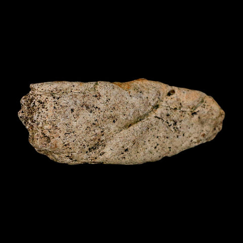 3.6" Triceratops Fossil Frill Blood Groves Lance Creek FM Cretaceous Dinosaur WY COA