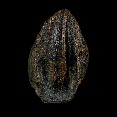 XXL 1" Triceratops Fossil Tooth Hell Creek FM Cretaceous Dinosaur Montana COA