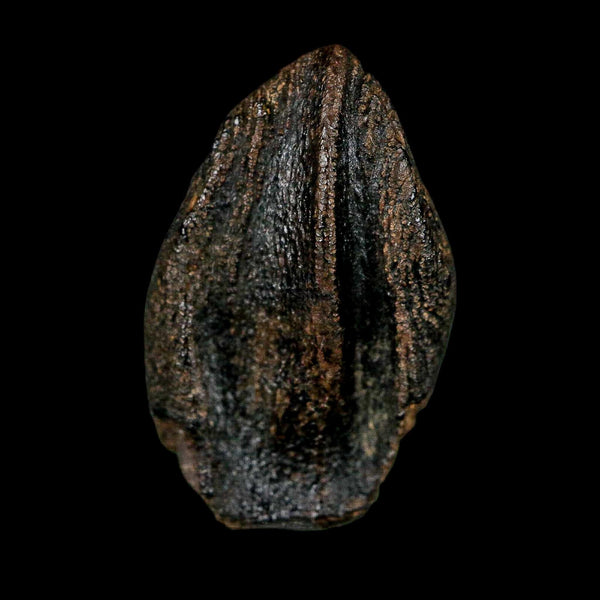 XXL 1