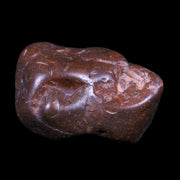 1.6" Sauropod Dinosaur Stomach Stone Gastrolith Rock Gizzard Stone COA