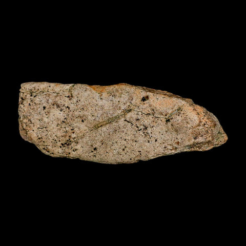 3.6" Triceratops Fossil Frill Blood Groves Lance Creek FM Cretaceous Dinosaur WY COA