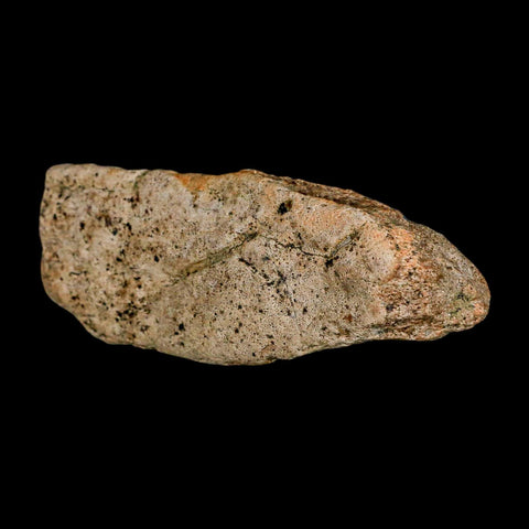 3.6" Triceratops Fossil Frill Blood Groves Lance Creek FM Cretaceous Dinosaur WY COA