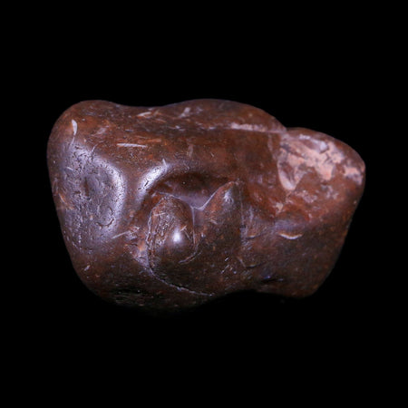 1.6" Sauropod Dinosaur Stomach Stone Gastrolith Rock Gizzard Stone COA
