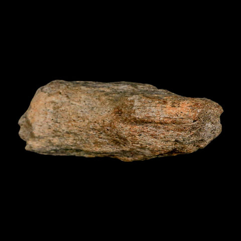 3.6" Triceratops Fossil Frill Blood Groves Lance Creek FM Cretaceous Dinosaur WY COA