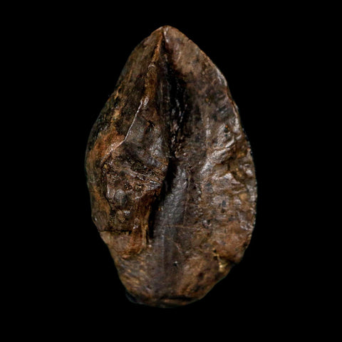 XXL 1" Triceratops Fossil Tooth Hell Creek FM Cretaceous Dinosaur Montana COA - Fossil Age Minerals