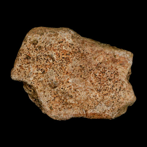 2.6" Triceratops Fossil Frill Blood Groves Lance Creek FM Cretaceous Dinosaur WY COA