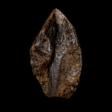 XXL 1" Triceratops Fossil Tooth Hell Creek FM Cretaceous Dinosaur Montana COA - Fossil Age Minerals