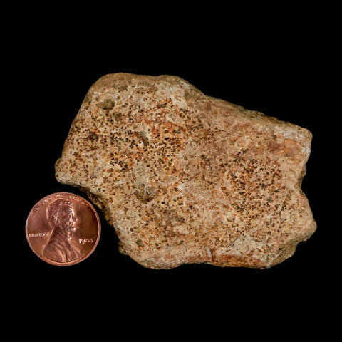 2.6" Triceratops Fossil Frill Blood Groves Lance Creek FM Cretaceous Dinosaur WY COA