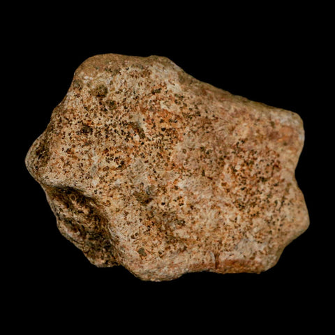 2.6" Triceratops Fossil Frill Blood Groves Lance Creek FM Cretaceous Dinosaur WY COA