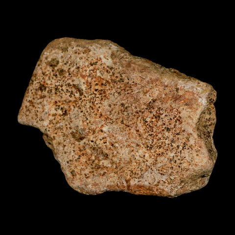 2.6" Triceratops Fossil Frill Blood Groves Lance Creek FM Cretaceous Dinosaur WY COA