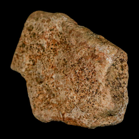 2.6" Triceratops Fossil Frill Blood Groves Lance Creek FM Cretaceous Dinosaur WY COA