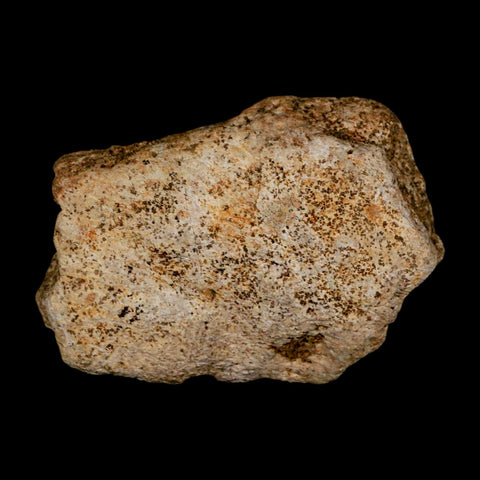 2.6" Triceratops Fossil Frill Blood Groves Lance Creek FM Cretaceous Dinosaur WY COA