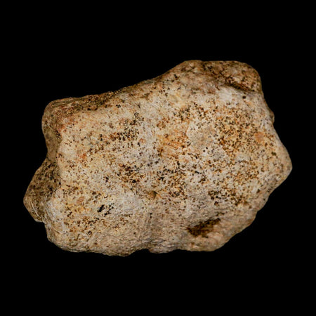 2.6" Triceratops Fossil Frill Blood Groves Lance Creek FM Cretaceous Dinosaur WY COA