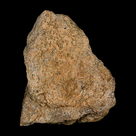 3.2" Triceratops Fossil Frill Skull Bone Lance Creek FM Cretaceous Dinosaur WY COA - Fossil Age Minerals