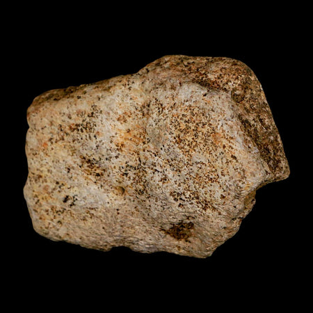 2.6" Triceratops Fossil Frill Blood Groves Lance Creek FM Cretaceous Dinosaur WY COA