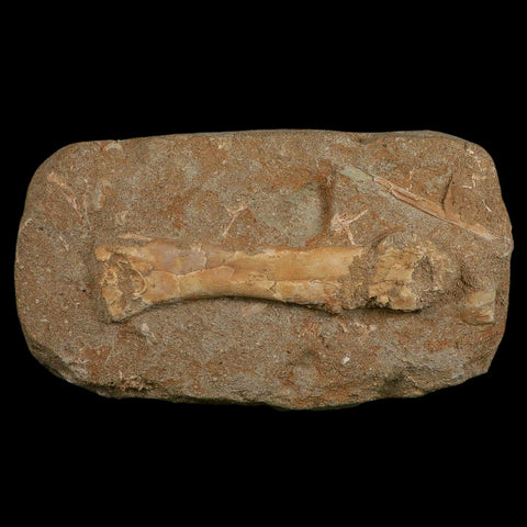 4.5" Pterosaur Tethydraco Regalis Fossil Bone Upper Cretaceous Morocco Stand COA - Fossil Age Minerals