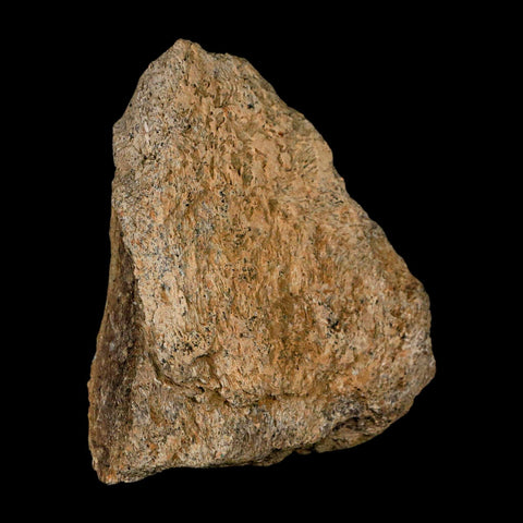 3.2" Triceratops Fossil Frill Skull Bone Lance Creek FM Cretaceous Dinosaur WY COA - Fossil Age Minerals