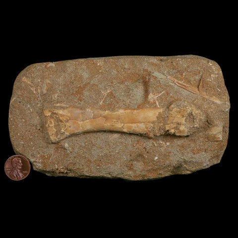 4.5" Pterosaur Tethydraco Regalis Fossil Bone Upper Cretaceous Morocco Stand COA - Fossil Age Minerals