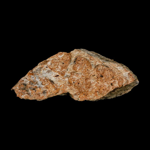 2.7" Triceratops Fossil Frill Blood Groves Lance Creek FM Cretaceous Dinosaur WY COA