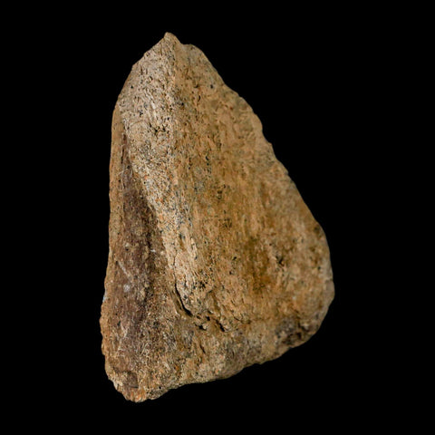 3.2" Triceratops Fossil Frill Skull Bone Lance Creek FM Cretaceous Dinosaur WY COA - Fossil Age Minerals