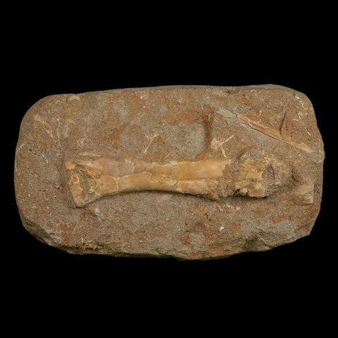 4.5" Pterosaur Tethydraco Regalis Fossil Bone Upper Cretaceous Morocco Stand COA - Fossil Age Minerals