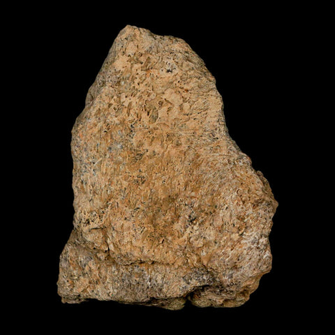 3.2" Triceratops Fossil Frill Skull Bone Lance Creek FM Cretaceous Dinosaur WY COA - Fossil Age Minerals