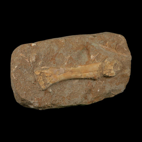 4.5" Pterosaur Tethydraco Regalis Fossil Bone Upper Cretaceous Morocco Stand COA - Fossil Age Minerals