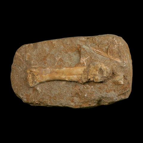 4.5" Pterosaur Tethydraco Regalis Fossil Bone Upper Cretaceous Morocco Stand COA - Fossil Age Minerals